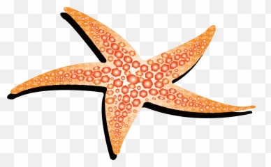 Starfish Animation - Yellow Starfish Png Download 4214 Starfish Drawing Png Emoji,Starfish Emoticon For Facebook