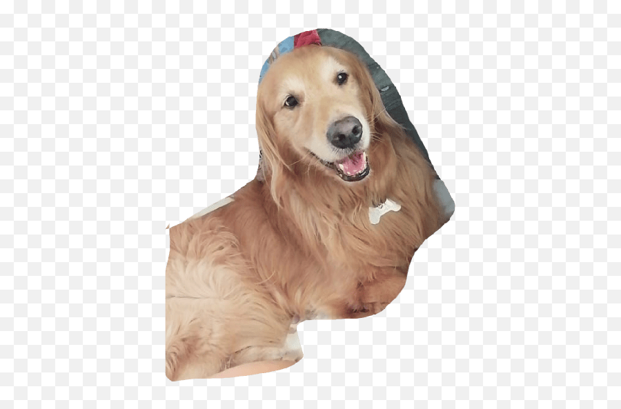 Toby Bb Emoji,Cocker Spaniel Emojis For Messenger