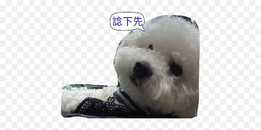 Jojo Sticker Pack - Stickers Cloud Emoji,Bichon Emoji