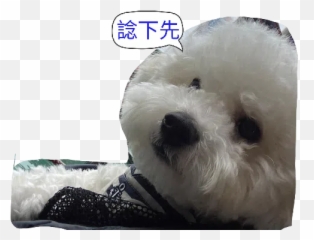 Jojo Sticker Pack - Stickers Cloud Emoji,Bichon Emoji