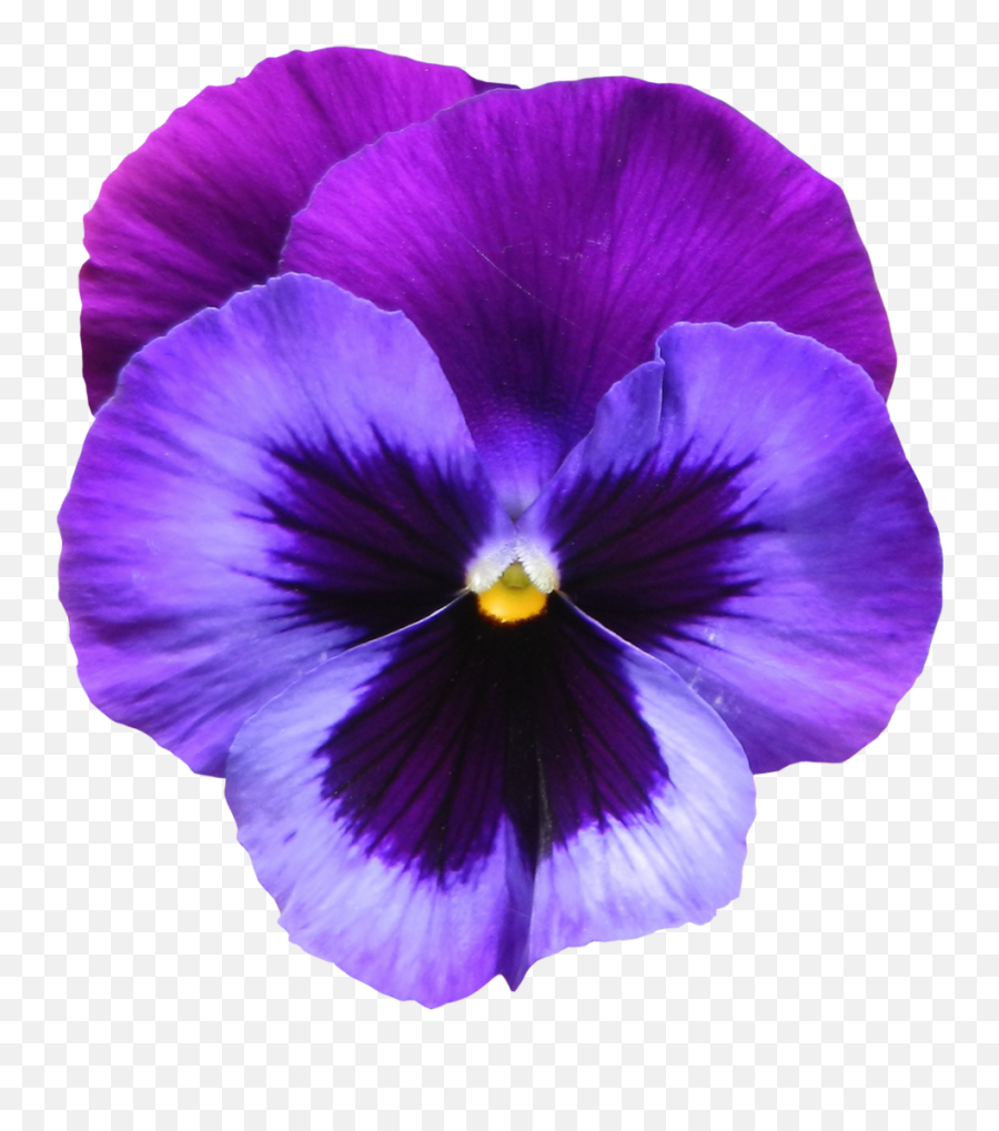 Purple Clipart Transparent Purple Transparent Transparent - Transparent Violet Flower Png Emoji,Star Feet Emoji