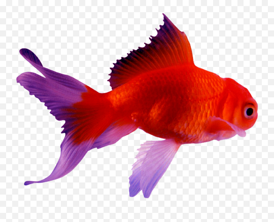 Goldfish - Gold Fish Image Png Emoji,Gold Fish Emoji