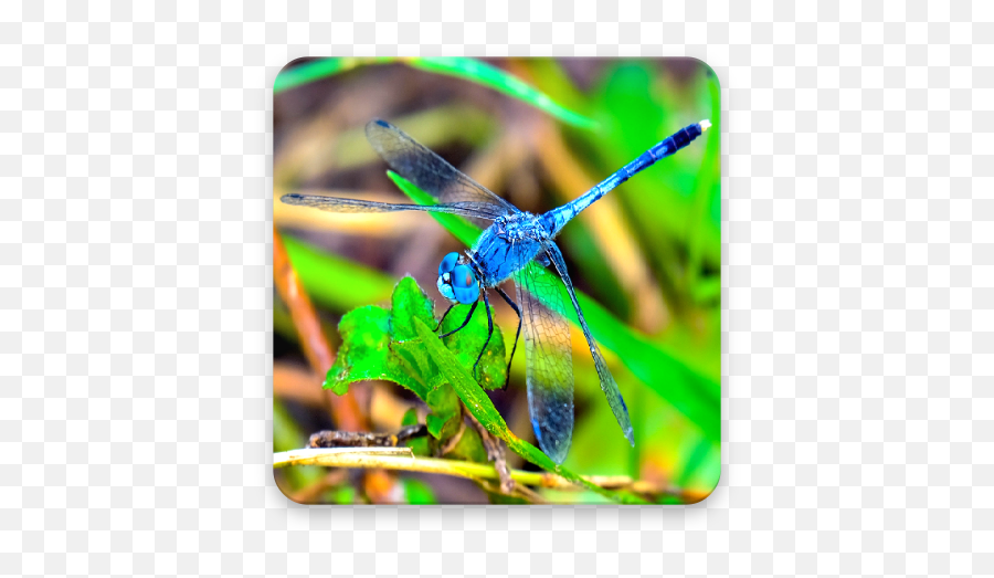 Beautiful Dragonfly Wallpapers 10 Android Apk - Com Parasitism Emoji,Dragonfly Emoji Android