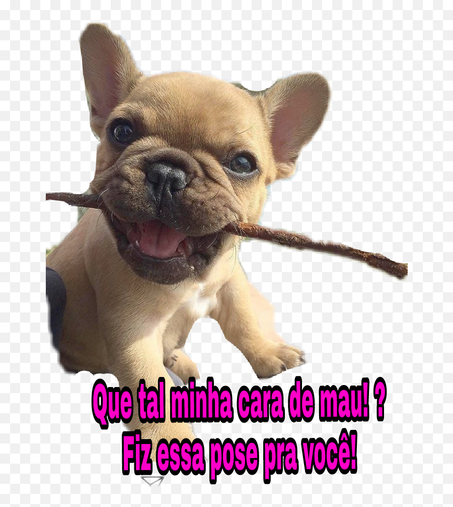 Mau Sticker - Photo Caption Emoji,French Pose Emoji