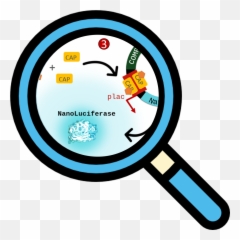 Grenoble - Png Pink Magnifying Glass Icon Emoji,Biological Aspect Of Emotions And Diseases