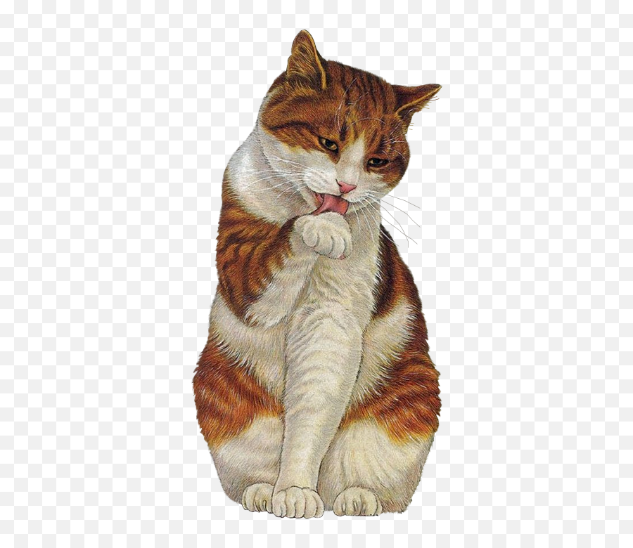 Lété Et La Canicule - Laminas De Gatos Emoji,Fabulous Emoji Cat