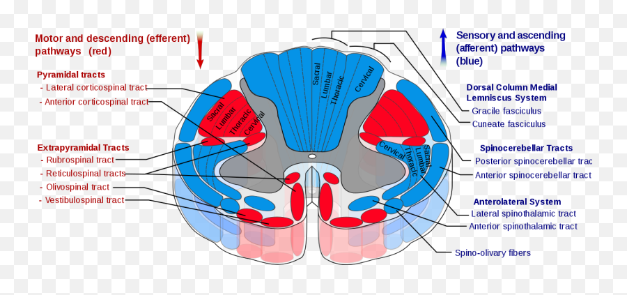 Lab 11 The Nervous System Part 2 Summer2020 Crn 30085 - Reticulospinal Tract Emoji,Neural Centers In The Limbic System Linked To Emotion