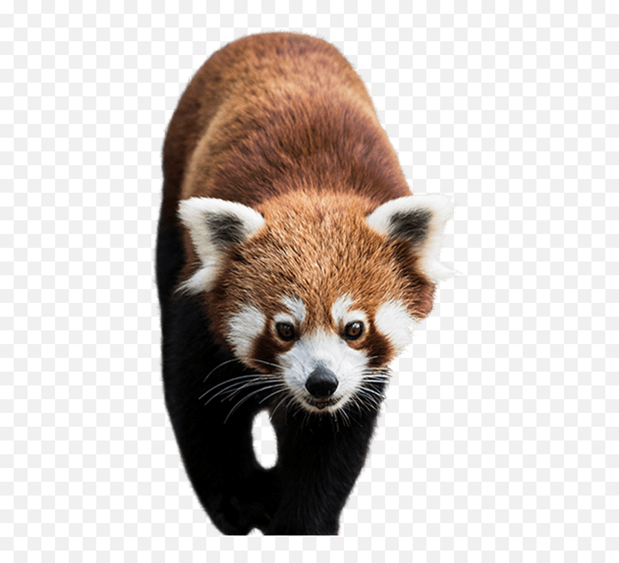 Panda Png Animal Images Panda Bear - Red Panda Png Emoji,Red Panda Emoji