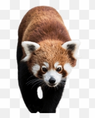 Panda Png Animal Images Panda Bear - Red Panda Png Emoji,Red Panda Emoji