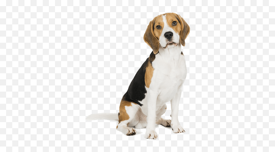 Dog Walking Training Grooming - Schesir Crocchette Cane Agnello Emoji,Beagle Puppy Emotions