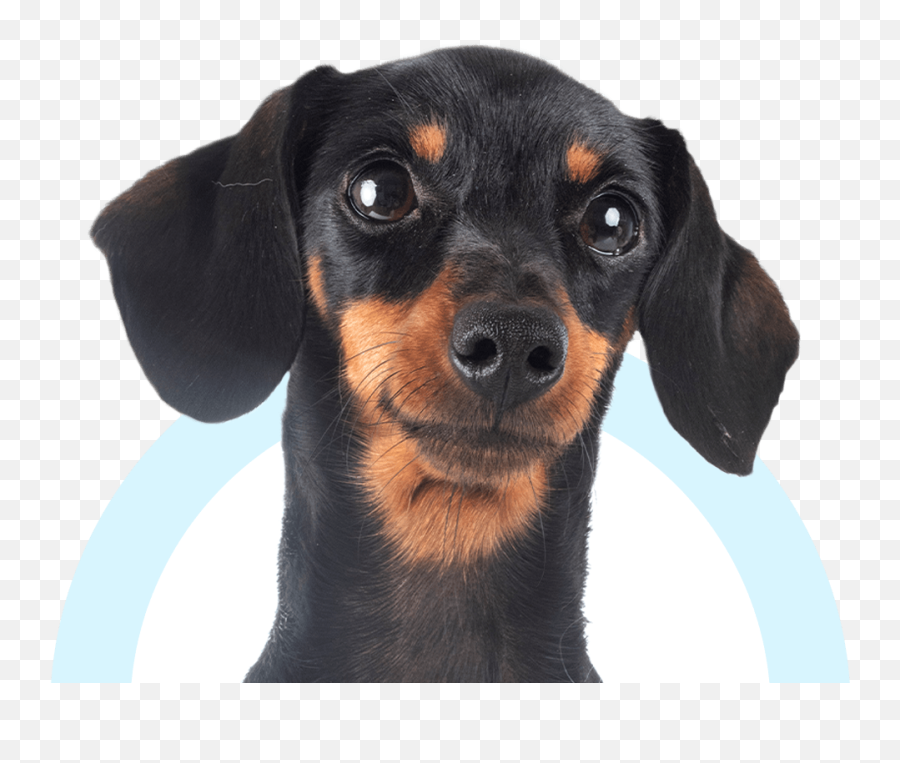 Capital Blvd Animal Hospital U0026 Pet Inn Veterinarian - Vulnerable Native Breeds Emoji,Emoji Angel Dog