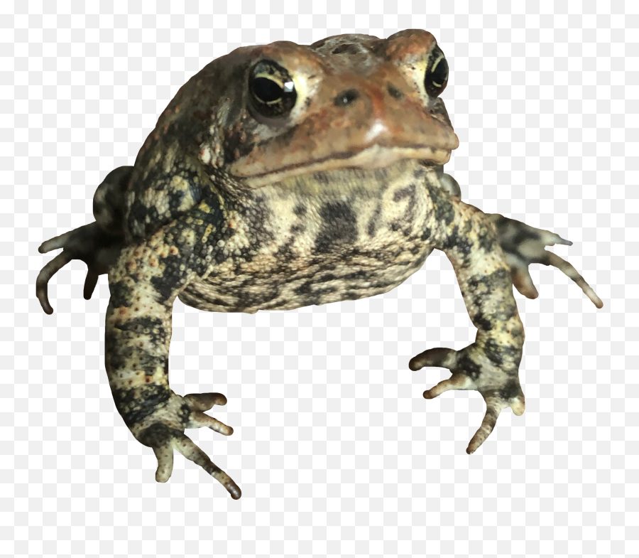 The Most Edited - Common Toad Emoji,Spadefoot Toad Emotion