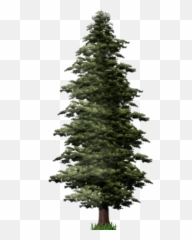 Png - Clipart Clip Art Pine Tree Png File Emoji,Emoji 11434