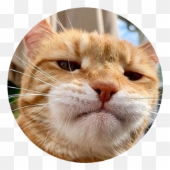 Telegram Sticker From Pack Emoji,Cat Clinging Emoji