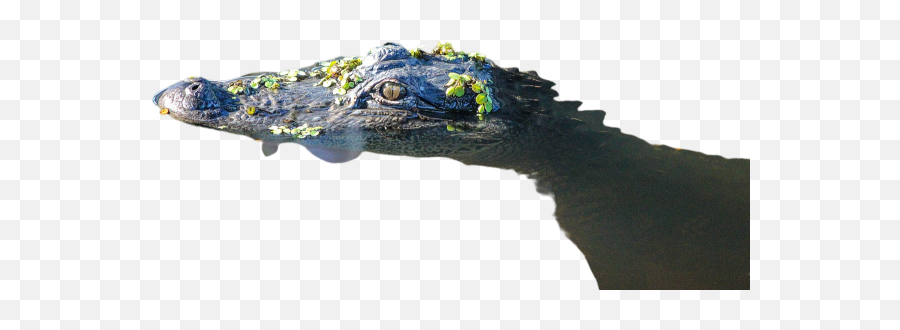 Crocs Png Images Download Crocs Png Transparent Image With Emoji,Cocodrile Emoji