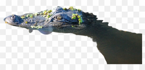 Crocs Png Images Download Crocs Png Transparent Image With Emoji,Cocodrile Emoji