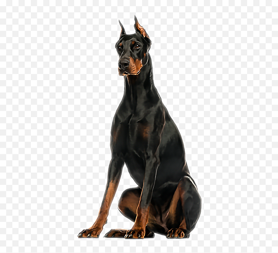 Doberman Sticker - Doberman Pinscher Emoji,Doberman Emoji