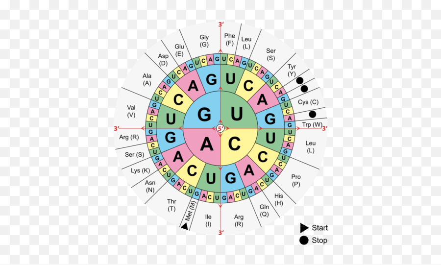 Ap Bio Central Dogma Dna Makes Rna Makes Proteins - Amino Acid Code Emoji,Emoticon Dna Strand