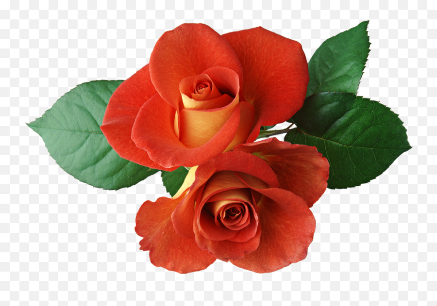 Clipart Wallpaper Blink Red Rose Bush Cartoon - Clip Art Library Two Roses Png Emoji,Flores Para Facebook Emoticon