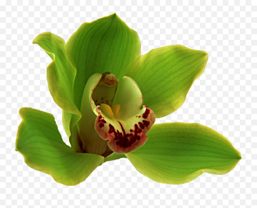 Topical Oil Selection - Green Orchid Flower Png Emoji,Plant, Emotions, Clipart