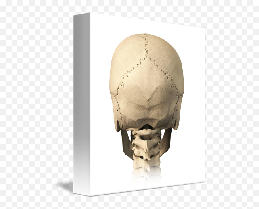 Anatomy Of Human Skull Rear View By Stocktrek Images - Posterior View Of Skull Blank Emoji,Skull & Acrossbones Emoticon
