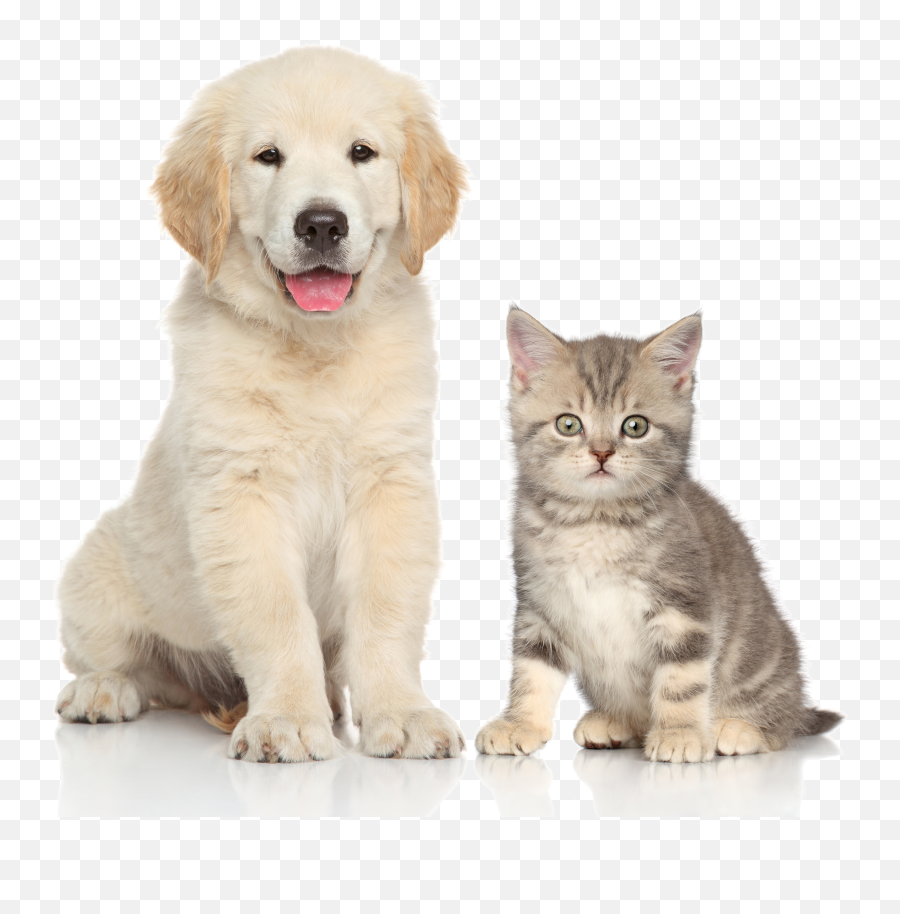 Download And Sitting Pet Dog Cat Kitten Clipart Png Free Emoji,Kitten Emoticon 28x28