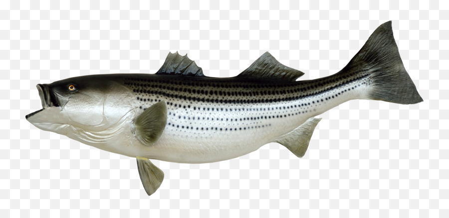 Bass Fish Png - Portable Network Graphics Emoji,Https://news.google.comlaugh Emoticon