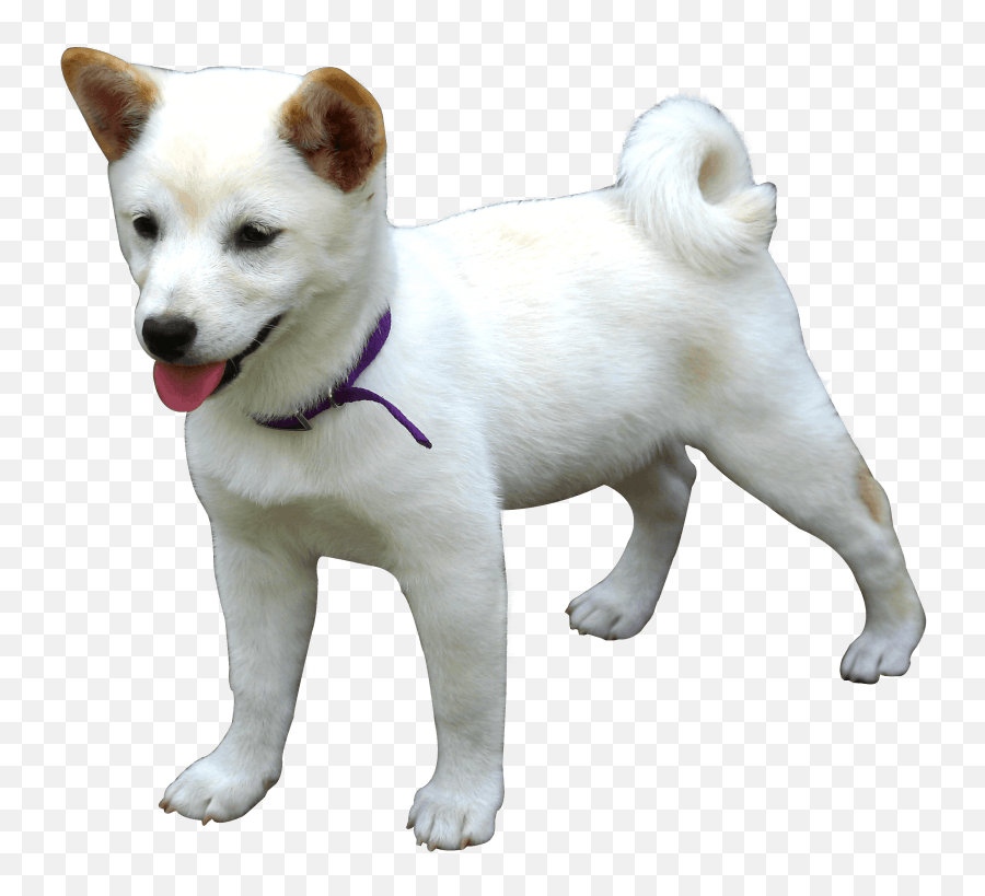 Download Love Samoyed Kishu Dog Canaan Akita Hokkaido - Dog Png Emoji,Dog Love Emoticon