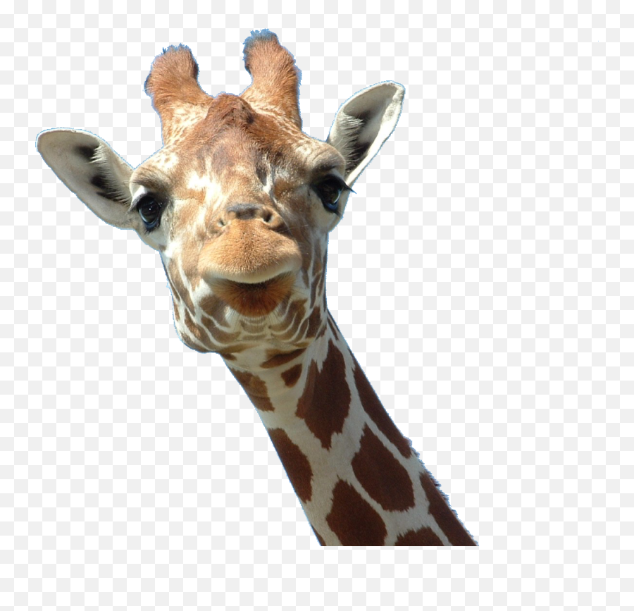 Left Viwew Giraffe Face Hd Png - 30354 Transparentpng Giraffe Face Transparent Background Emoji,Giraffe Emoticon