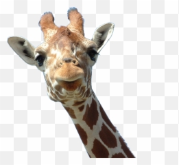 Left Viwew Giraffe Face Hd Png - 30354 Transparentpng Giraffe Face Transparent Background Emoji,Giraffe Emoticon