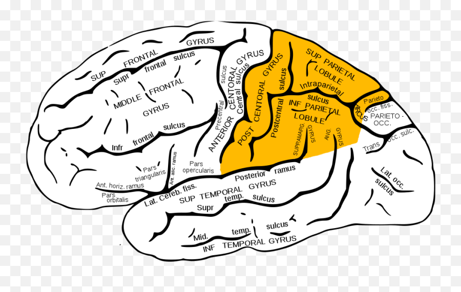 Four Parts Of The Brain And Their Functions - Writework Superior Temporal Sulcus Emoji,Frontal Lobe Emotion