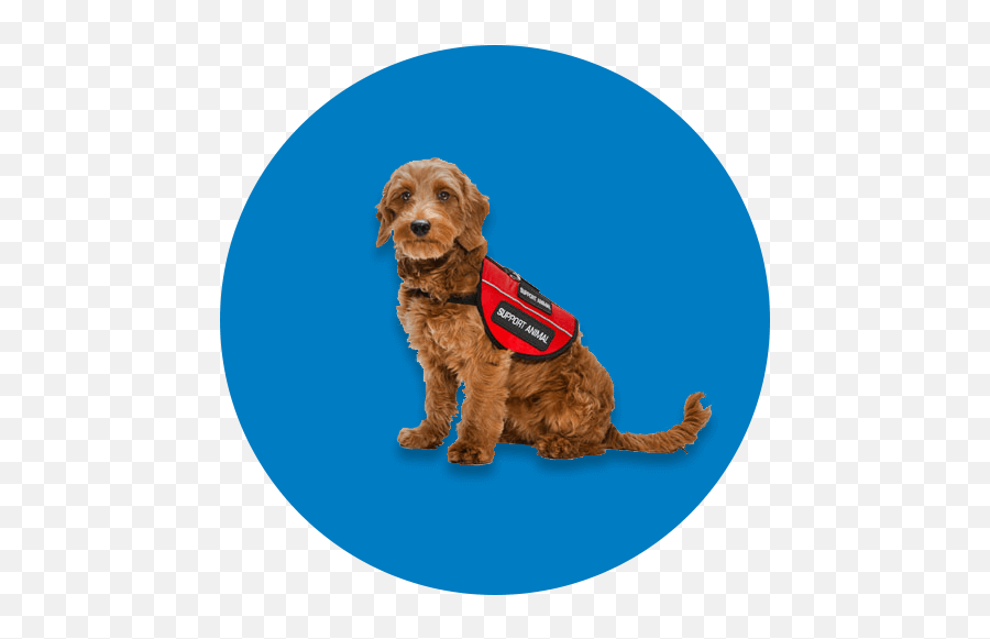 Aeromexico - Water Dog Emoji,Emotion Support Animal