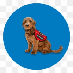 Aeromexico - Water Dog Emoji,Emotion Support Animal
