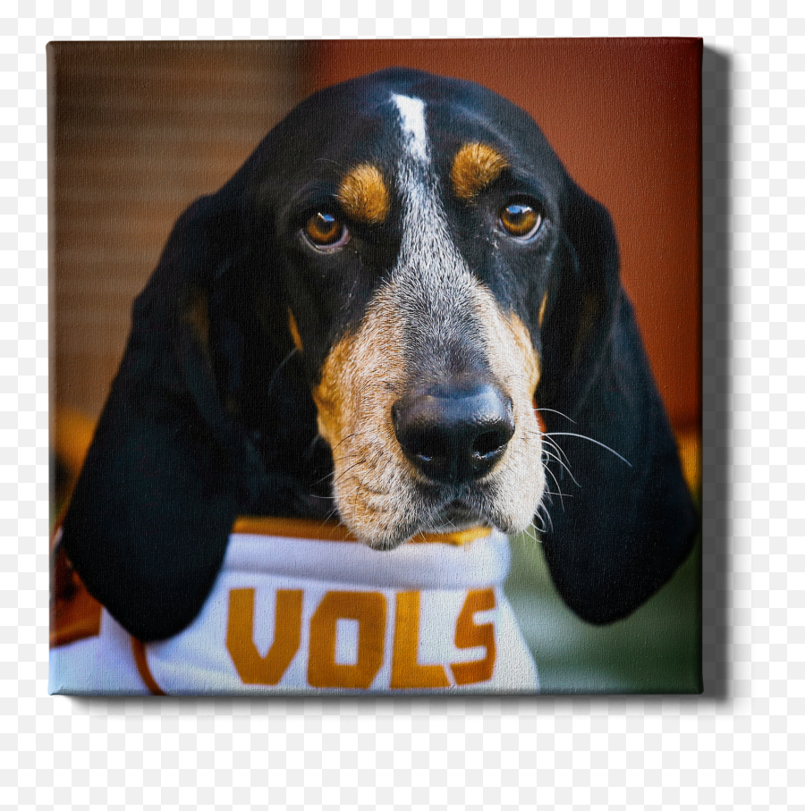 Tennessee Vols - Mascot College Wall Art Emoji,Bucs Flag Emoji