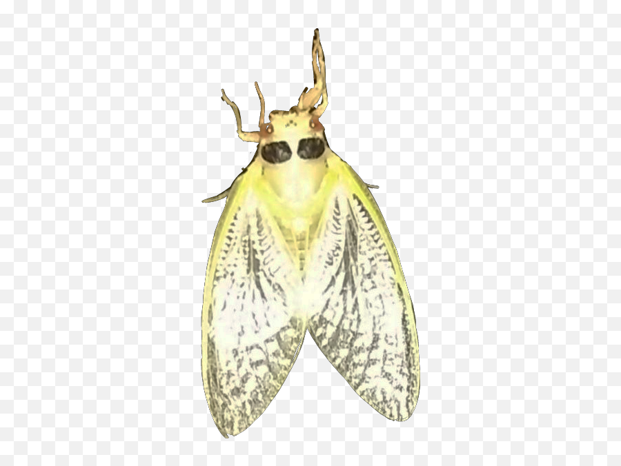 The Most Edited - Parasitism Emoji,Cicada Emoji