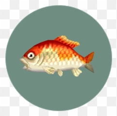 Download Rare Fish - Animal Crossing Pocket Camp Rare Fish Animal Crossing Koi Fish Emoji,Animal Crossing Emoji