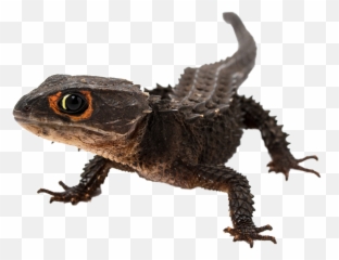 Reptiles Skink Sticker - Crocodile Skink Emoji,New Emojis Skink