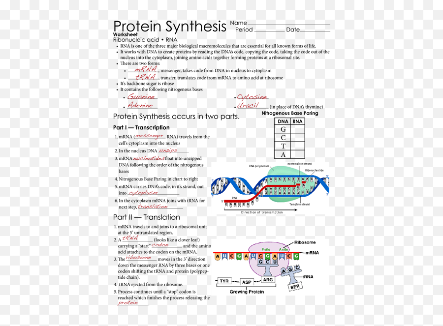 72 Dna Ideas - Protein Synthesis Worksheet Occurs In Two Parts Emoji,Unit 8b Emotions Stress And Health Worksheet