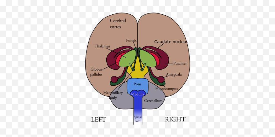 Blog Grannelle - Front View Of Brain With Labels Emoji,Neural Centers In The Limbic System Linked To Emotion