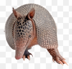 Free Png Images - Dlpngcom Armadillo Png Emoji,Armadillo Emoji