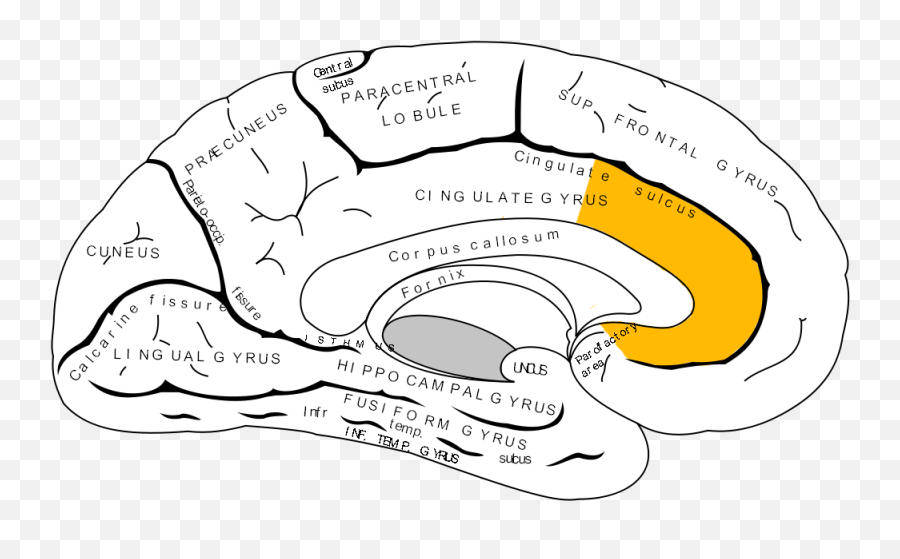 Motivation And Emotiontextbookemotionmood - Wikiversity Part Of The Brain Controls Lying Emoji,Difference.between Feelings And Emotions