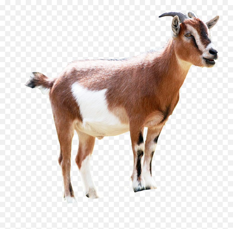 Goat Png Image Transparent Background Png Arts Emoji,Goat Emojis