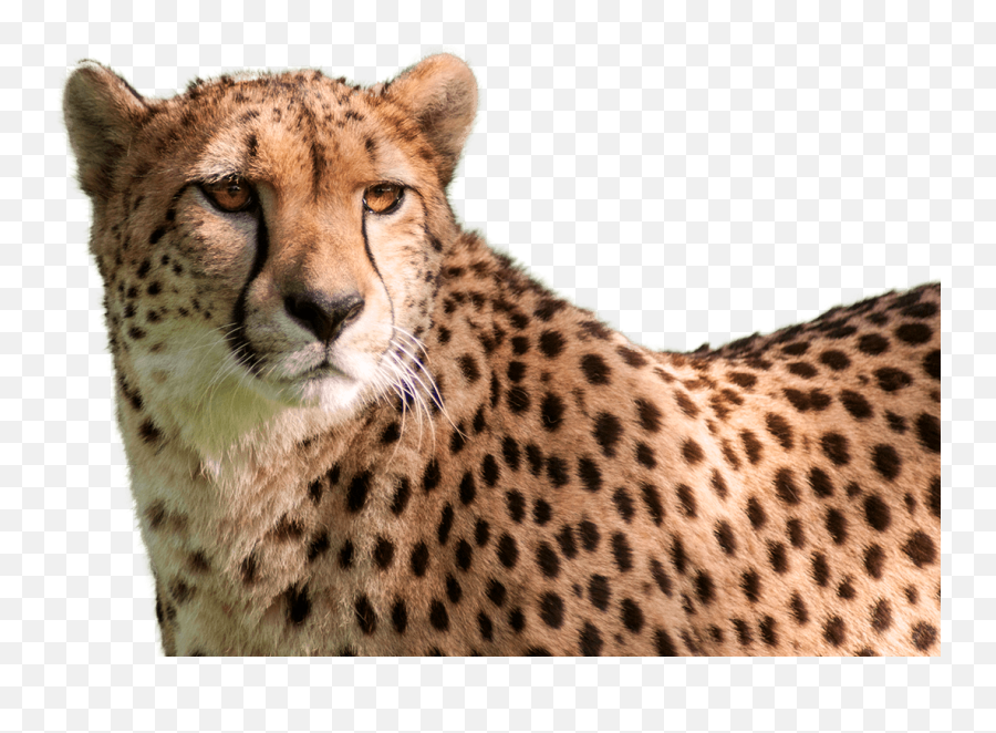 Cheetah - Cheetah Head Transparent Background Emoji,Cheetah Tiger Alligator Emoji