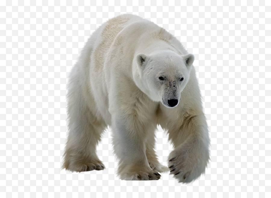 Emotional Agility - Polar Bear Transparent Background Emoji,Bear Emotions