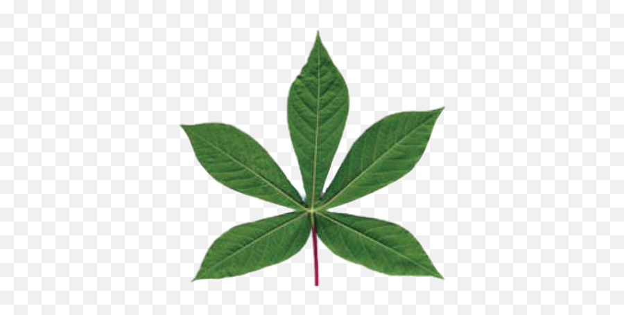 Daun Leaf Ubi Sticker - Contoh Gambar Daun Singkong Emoji,?pücük Emoji