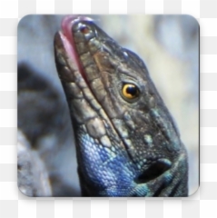 Gallotia Galloti Wallpaper - Lacerta Emoji,New Emojis Skink