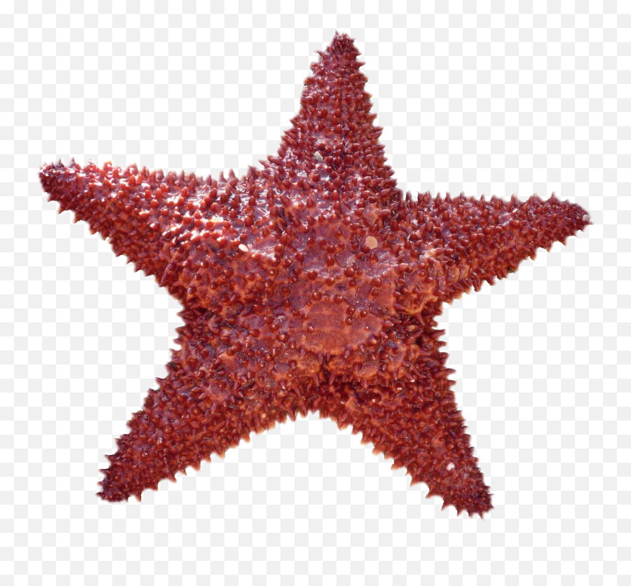 Beautiful Red Starfish Clipart Free Image Download - Jellyfish Radial Symmetry Animals Emoji,Starfish Emoticon For Facebook