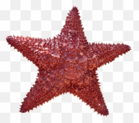 Beautiful Red Starfish Clipart Free Image Download - Jellyfish Radial Symmetry Animals Emoji,Starfish Emoticon For Facebook