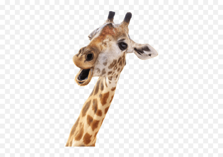 Giraffe Stock Photography Royalty - Free Stockxchng Image Giraffe Head White Background Emoji,Giraffe Emoticon