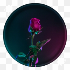 J Rose Agario Custom Skin Skull Pictures Awesome Anime Emoji,Twitter Goblin Mask Emoji